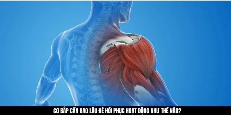 Cơ bắp cần bao lâu để hồi phục hoạt động như thế nào?