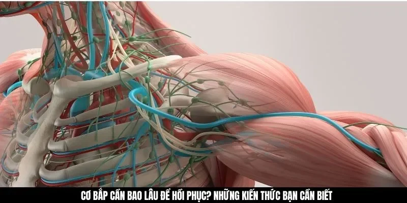 Cơ Bắp Cần Bao Lâu Để Hồi Phục? Những Kiến Thức Bạn Cần Biết
