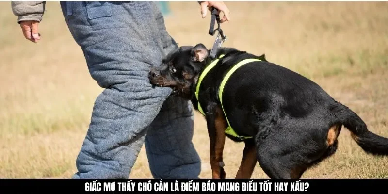 Giấc mơ thấy chó cắn là điềm báo mang điều tốt hay xấu?