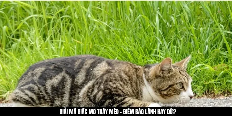 Giải mã giấc mơ thấy mèo - Điềm báo lành hay dữ?