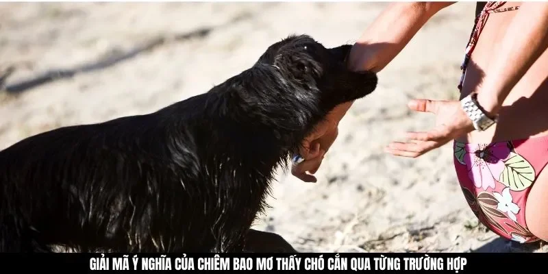 Giải mã ý nghĩa của chiêm bao mơ thấy chó cắn qua từng trường hợp