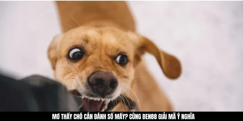 Mơ Thấy Chó Cắn Đánh Số Mấy? Cùng GAO86 Giải Mã Ý Nghĩa