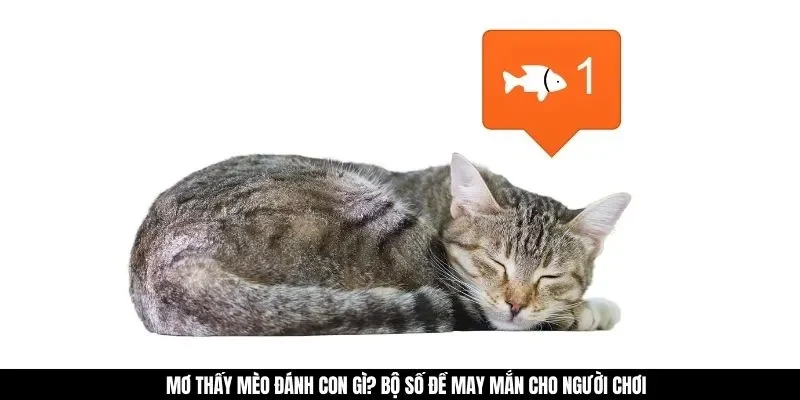 Mơ thấy mèo đánh con gì? Bộ số đề may mắn cho người chơi