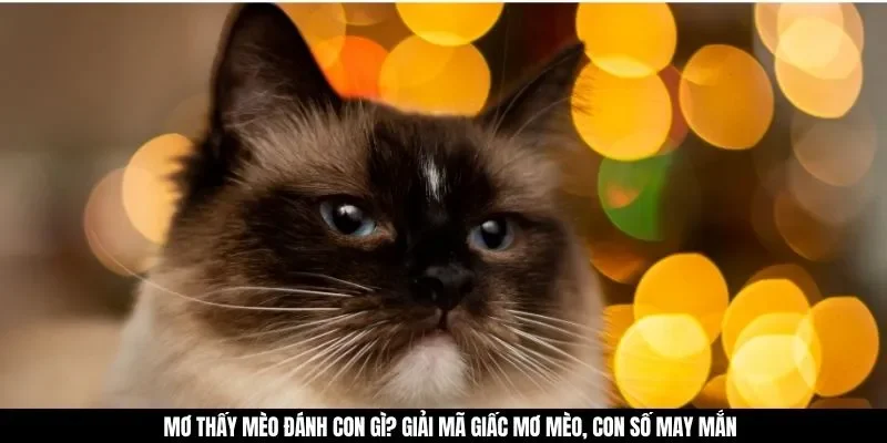 Mơ Thấy Mèo Đánh Con Gì? Giải Mã Giấc Mơ Mèo, Con Số May Mắn