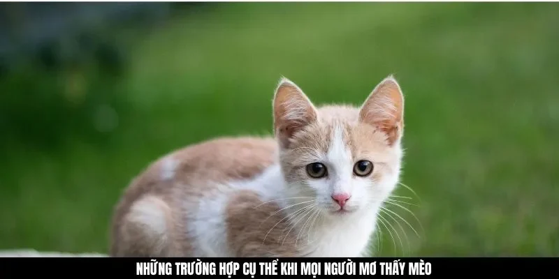 Những trường hợp cụ thể khi mọi người mơ thấy mèo